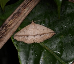 Ugia disjungens