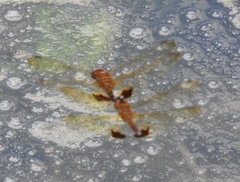 Hydrobasileus croceus