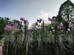 Papilionanthe