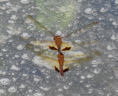 Hydrobasileus croceus