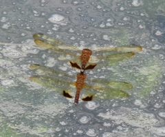 Hydrobasileus croceus