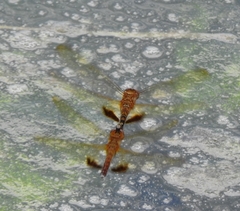 Hydrobasileus croceus