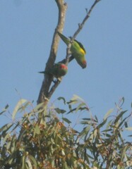 Glossopsitta concinna