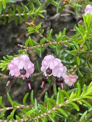 Erica spumosa