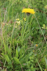 Hypochaeris uniflora