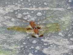 Hydrobasileus croceus