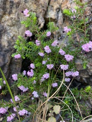 Erica spumosa