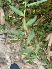 Aeschynomene americana