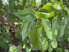 Cordia subcordata