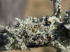 Heterodermia namaquana