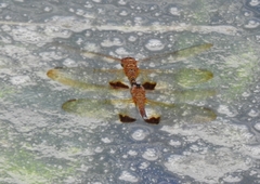 Hydrobasileus croceus