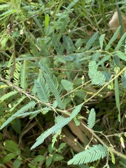 Aeschynomene americana