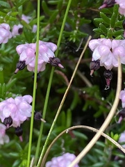 Erica spumosa
