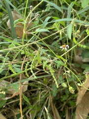 Aeschynomene americana