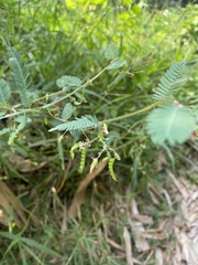 Aeschynomene americana