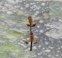 Hydrobasileus croceus