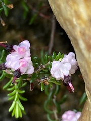 Erica spumosa