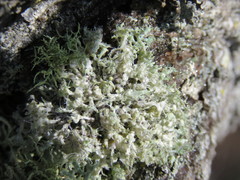 Heterodermia namaquana