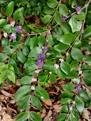 Memecylon pauciflorum