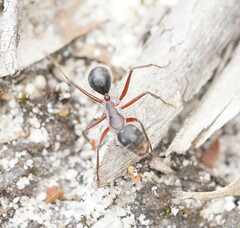 Camponotus intrepidus