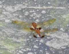 Hydrobasileus croceus