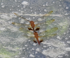 Hydrobasileus croceus