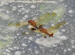 Hydrobasileus croceus