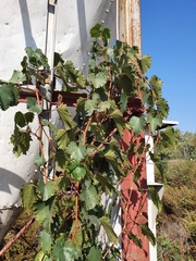 Vitis vinifera
