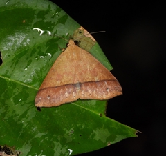 Ugia serrilinea
