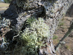 Heterodermia namaquana