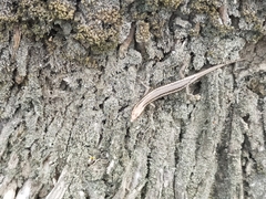 Cryptoblepharus