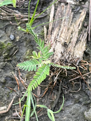 Sesbania cannabina