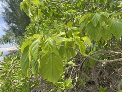 Cordia subcordata