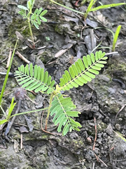 Sesbania cannabina