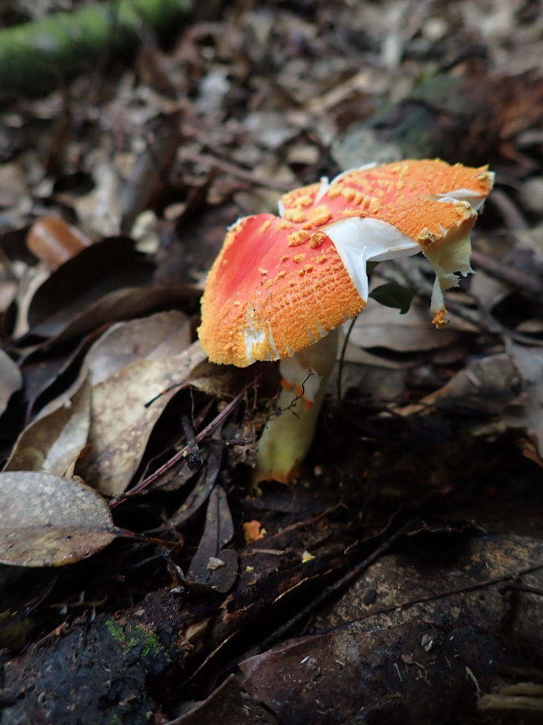 Amanita rubrovolvata · September 2022 · photo: © raingel (iNaturalist, cc-by)