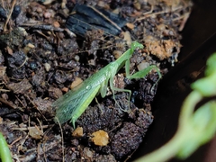 Tropidomantis tenera