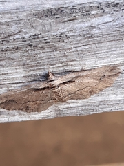 Chrysolarentia leucophanes