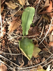 Asparagaceae