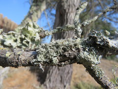 Heterodermia namaquana