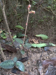 Anoectochilus formosanus