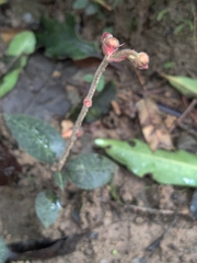 Anoectochilus formosanus