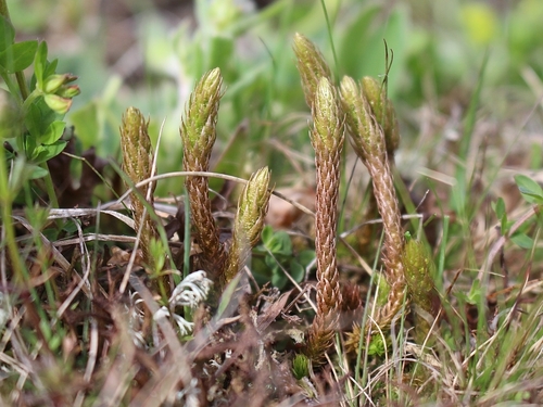 Selaginella selaginoides iNat (3)