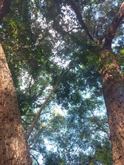 Syzygium floribundum
