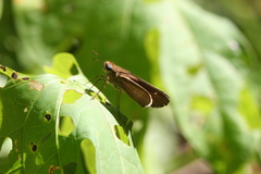 Panoquina ocola
