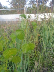 Hibiscus diversifolius