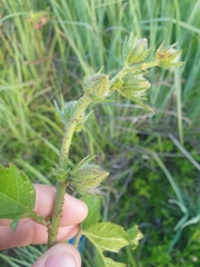 Hibiscus diversifolius