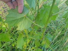 Hibiscus diversifolius