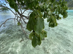 Cordia subcordata