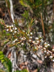 Leptospermum arachnoides