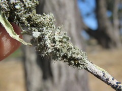 Heterodermia namaquana
